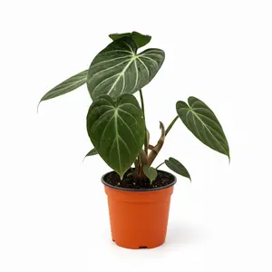 Philodendron Gloriosum