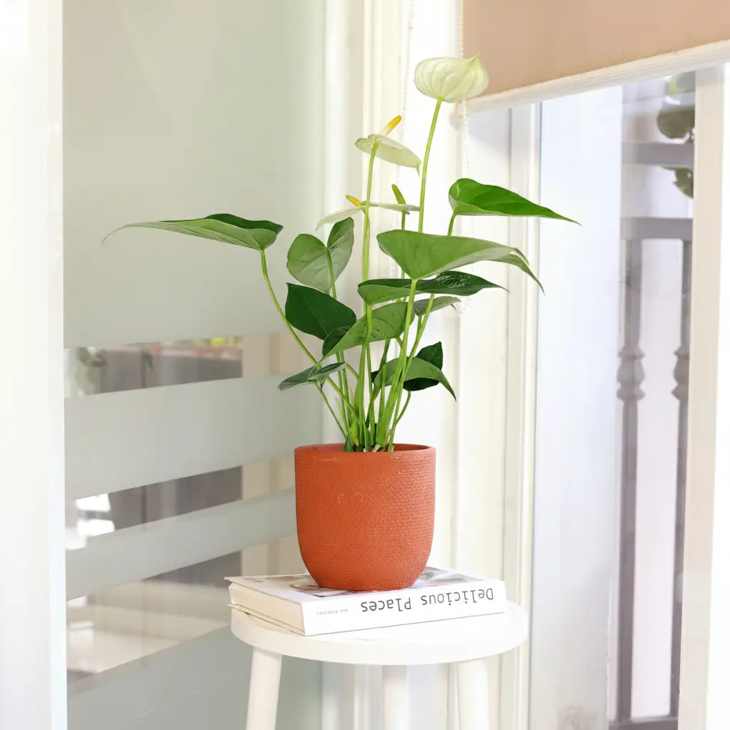 Anthurium 'White'