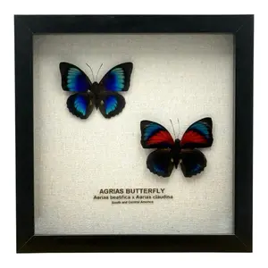 Agrias Butterfly - Set of Beautiful Butterflies Framed