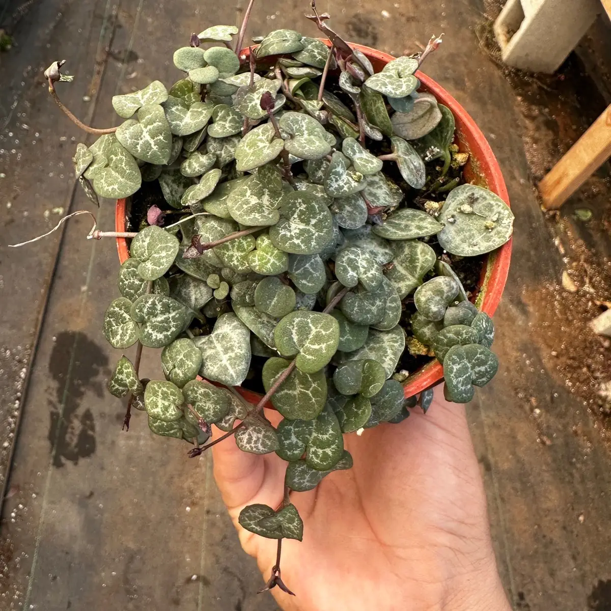 4” string of hearts ceropegia plant