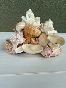 Seashell Jewelry Display - Sea Shell Jewelry Holder - Ring Holder