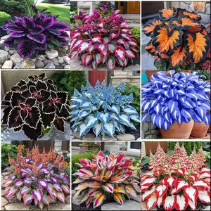Hosta Electronics Mixed Hosta Seeds 1000 pcs for Winter Gardening Vibrant Pink Orange Blooms Easy to Grow Decorative Outdoor Planting Ideal for All Gardeners