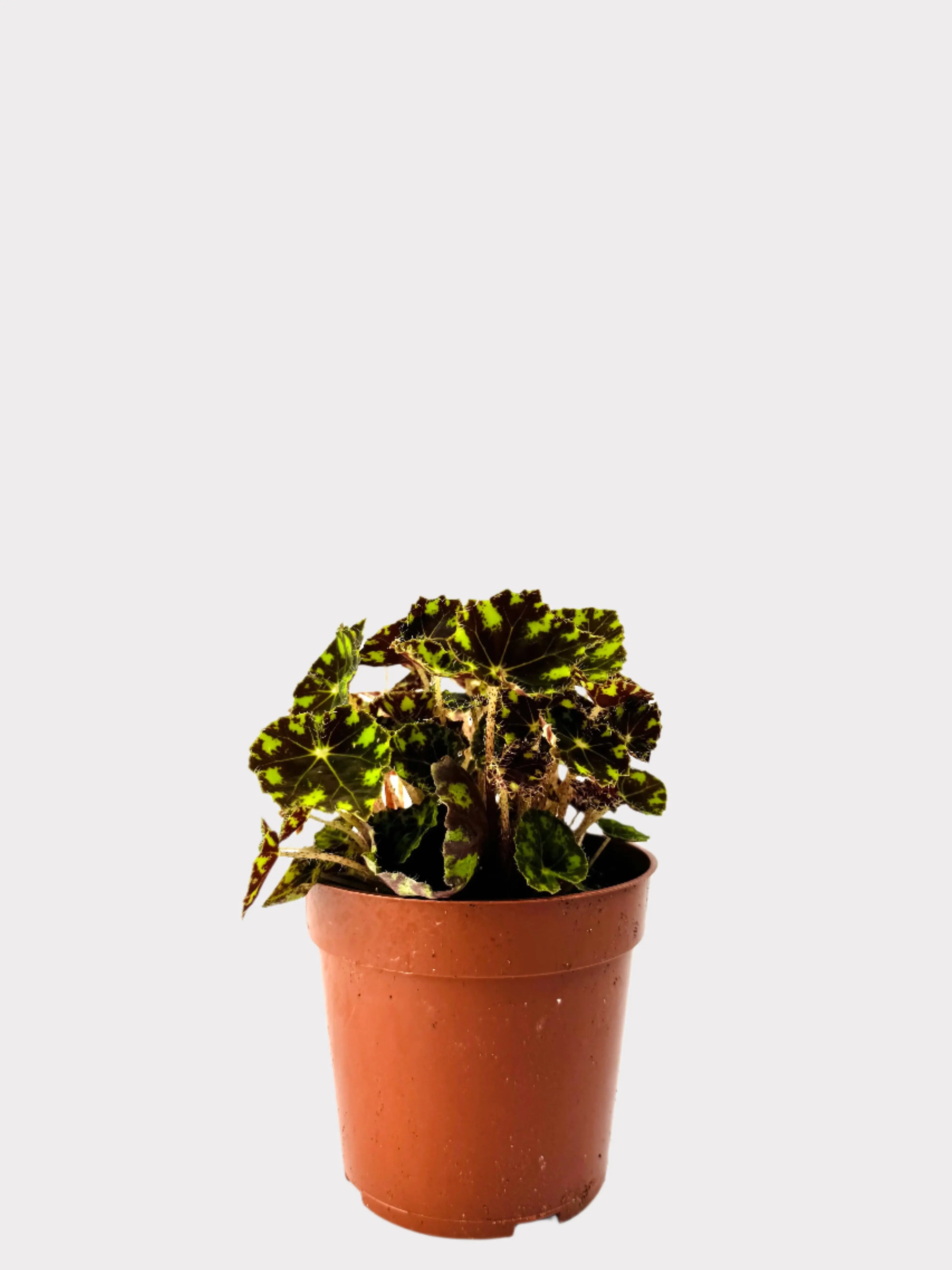 Begonia - Tiger Paw Vibrant Patterned Leaves Compact Grower for Desks & Shelves Indoor Plant