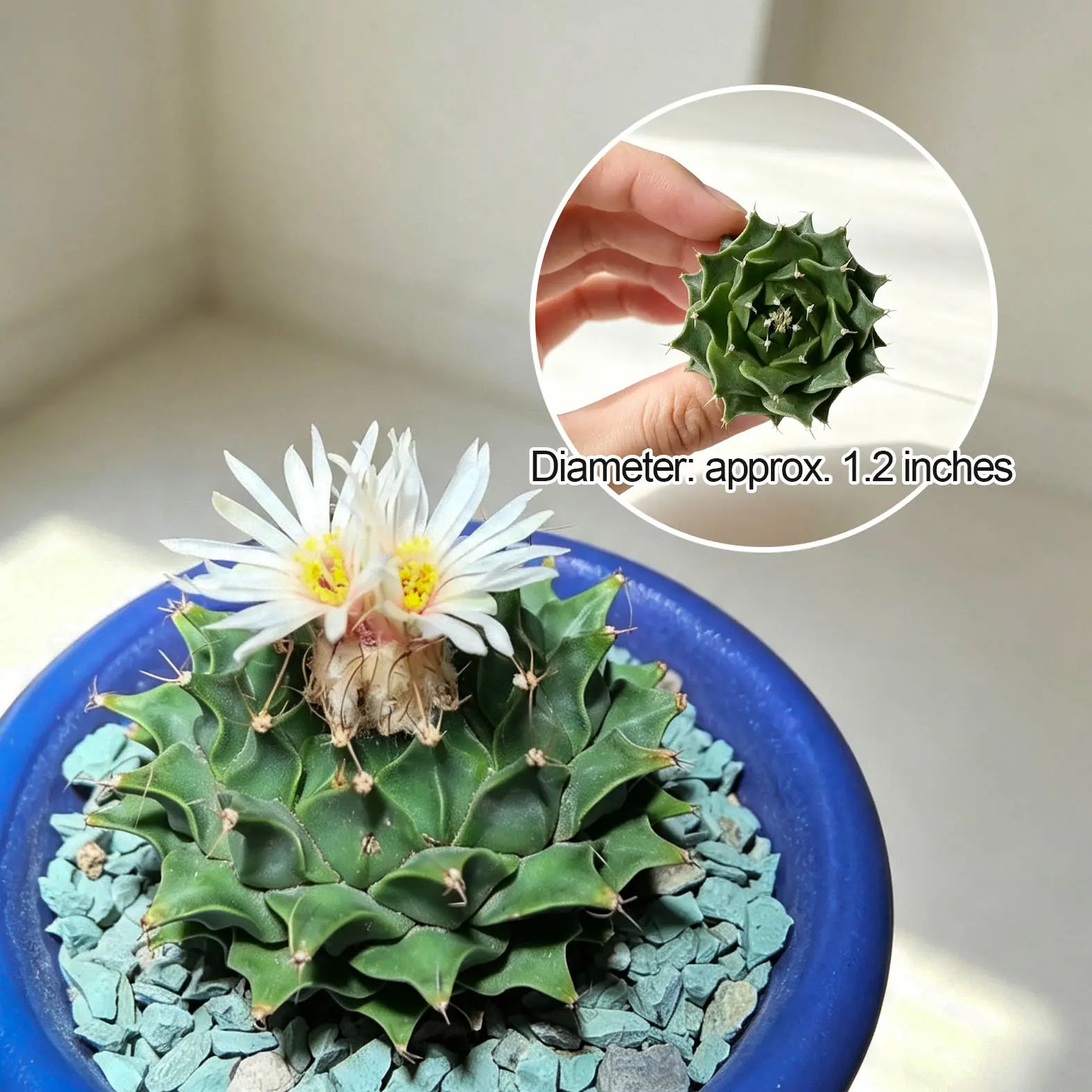 Artichoke Cactus, Collector Cactus, White Blooming Succulent For Potted Home Decor