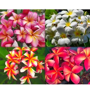 Hawaiian Plumeria Cuttings Variety Pack - Exotic Wailea Espinada Candy Stripe King Kalakaua - Easy to Grow for Gardening & Landscaping