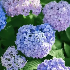 300PCS DIY Hydrangea Seeds – Beginner-Friendly Flowering Shrub Seeds for Colorful Backyard Landscapes