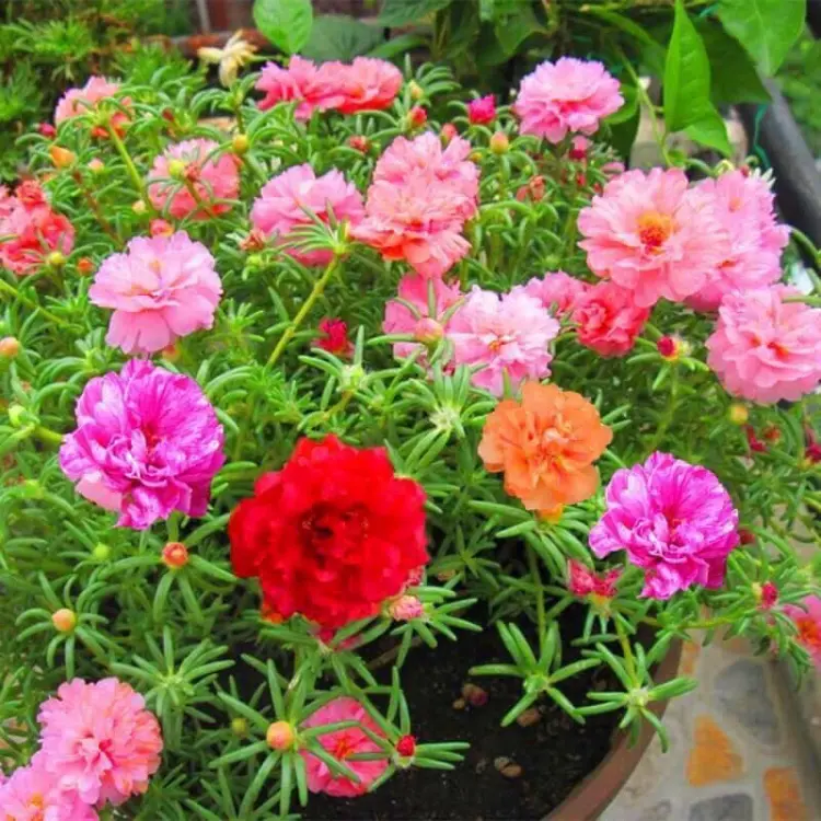 Portulaca Grandiflora Moss Rose Flower Seed Variety Pack - 6000 Colorful, Easy-to-Grow, Low-Maintenance Ornamental Seeds for Home Garden Flowers, Plant Decor, Floral Decor, Partial Sun