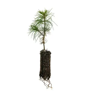 Eastern White Pine | Medium Tree Seedling