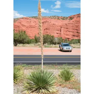 Texas Sotol