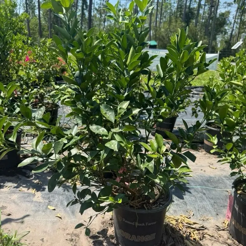 3Gal CALAMANSI/ CALAMONDIN Sour Citrus Ship In Pot | Cây Tắc Chua | No CA