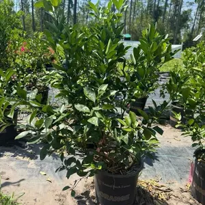3Gal CALAMANSI/ CALAMONDIN Sour Citrus Ship In Pot | Cây Tắc Chua | No CA