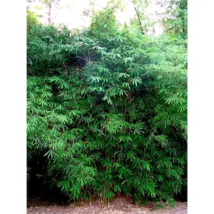Green River 50 Dwarf Malay Bamboo Seeds - Bamboo Plant Seeds, Compact Growth, Ornamental Variety, Perennial Flower Seed Pack For Small Spaces, Courtyard Containers, Patio Landscaping, And Lush Asian-Themed Garden Beds
