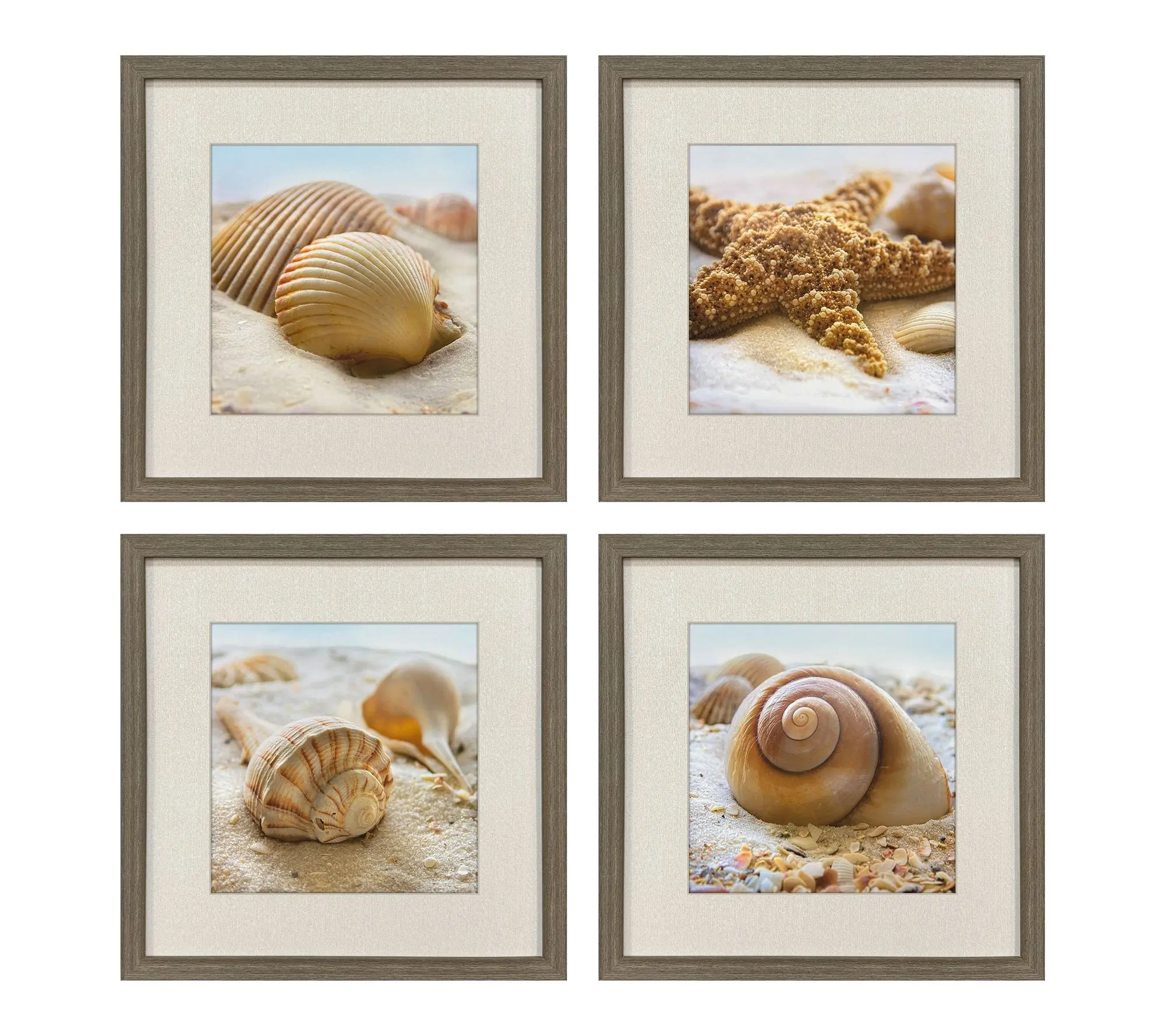 HomeRoots Set of Four Beachy Shells Brown Framed Wall Art