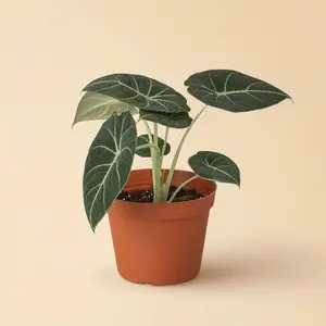 Alocasia Black Velvet - Indoor Live Plant, Rare Elephant Ear Alocasia, Light & Humidity Lover, Deep Green Velvet Leaves, Houseplants