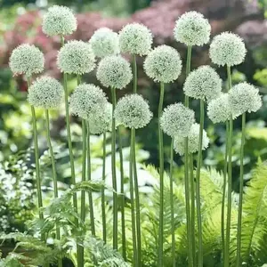 Mount Everest Allium  ,Perennial Bulbs