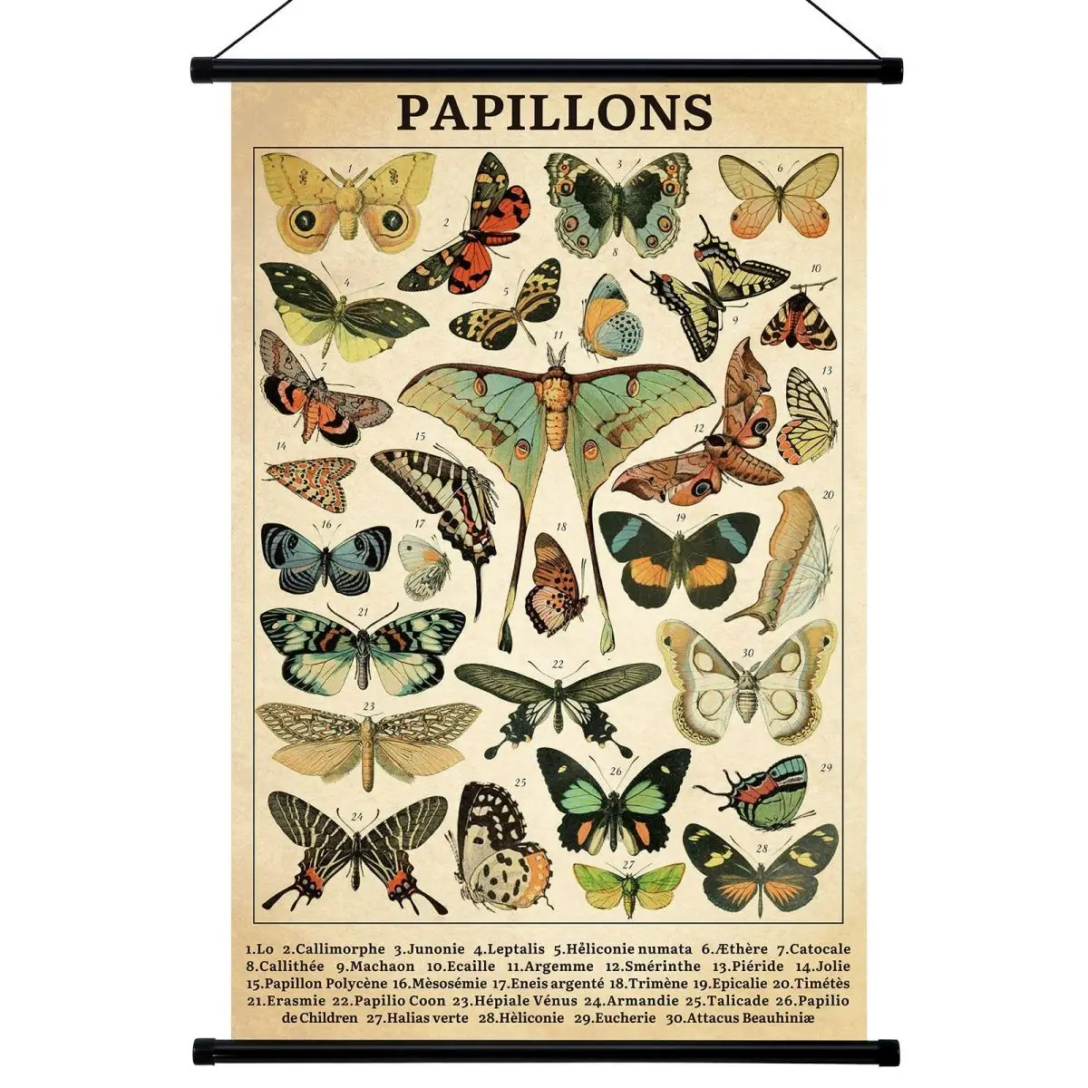 Butterfly Poster Fungus Wall Art Prints Rustic Butterfly Wall Hanging Illustrative Reference Chart Poster for Living Room Office Classroom Bedroom Decor Frame, 15.8 x 23.6 Inch
