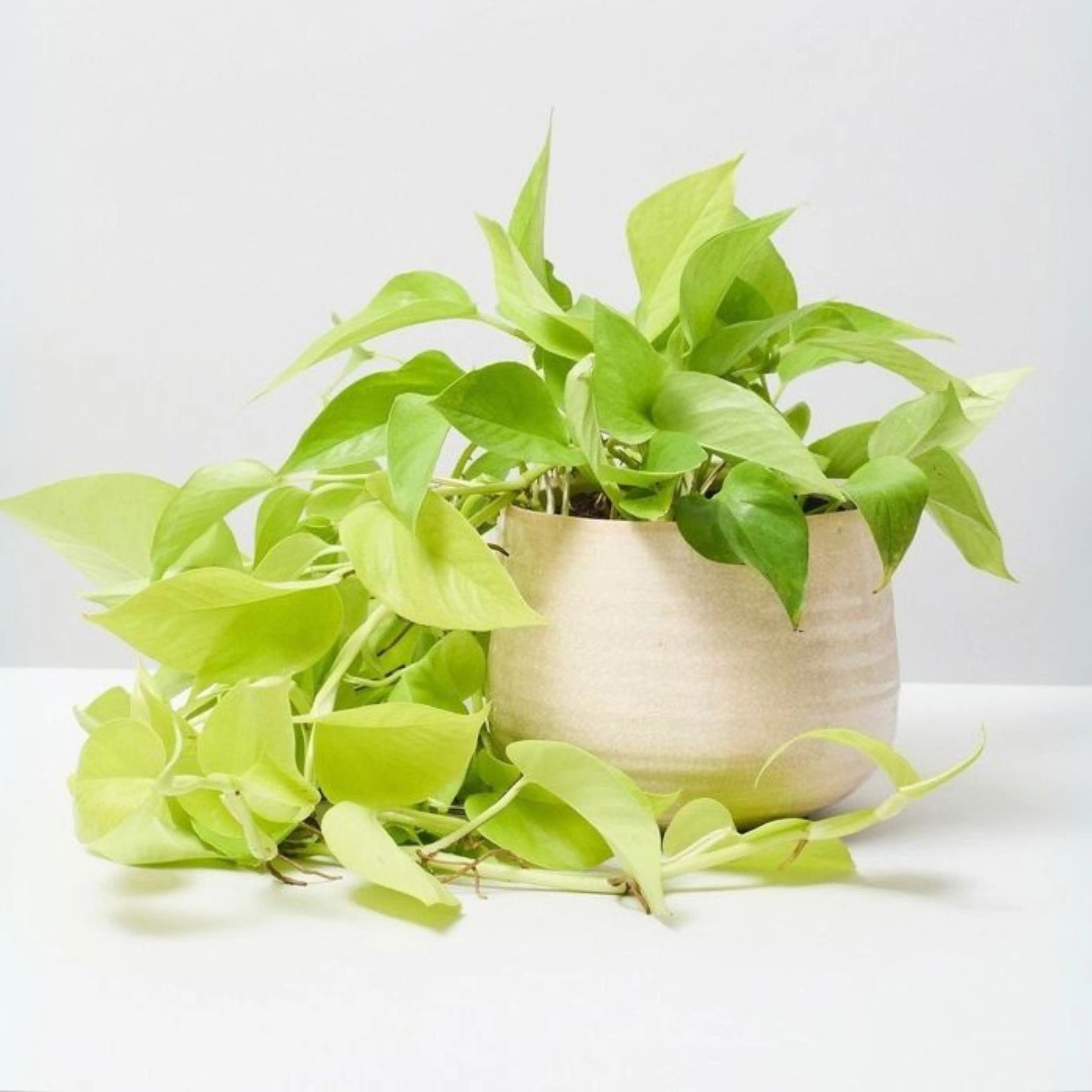 heart shaped succulent plant Hoya Heart Plant – Hey Rooted main image 0