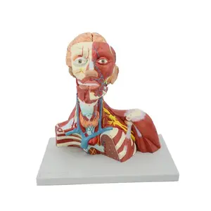 Muscles of Human Face and Neck: Anatomical Model