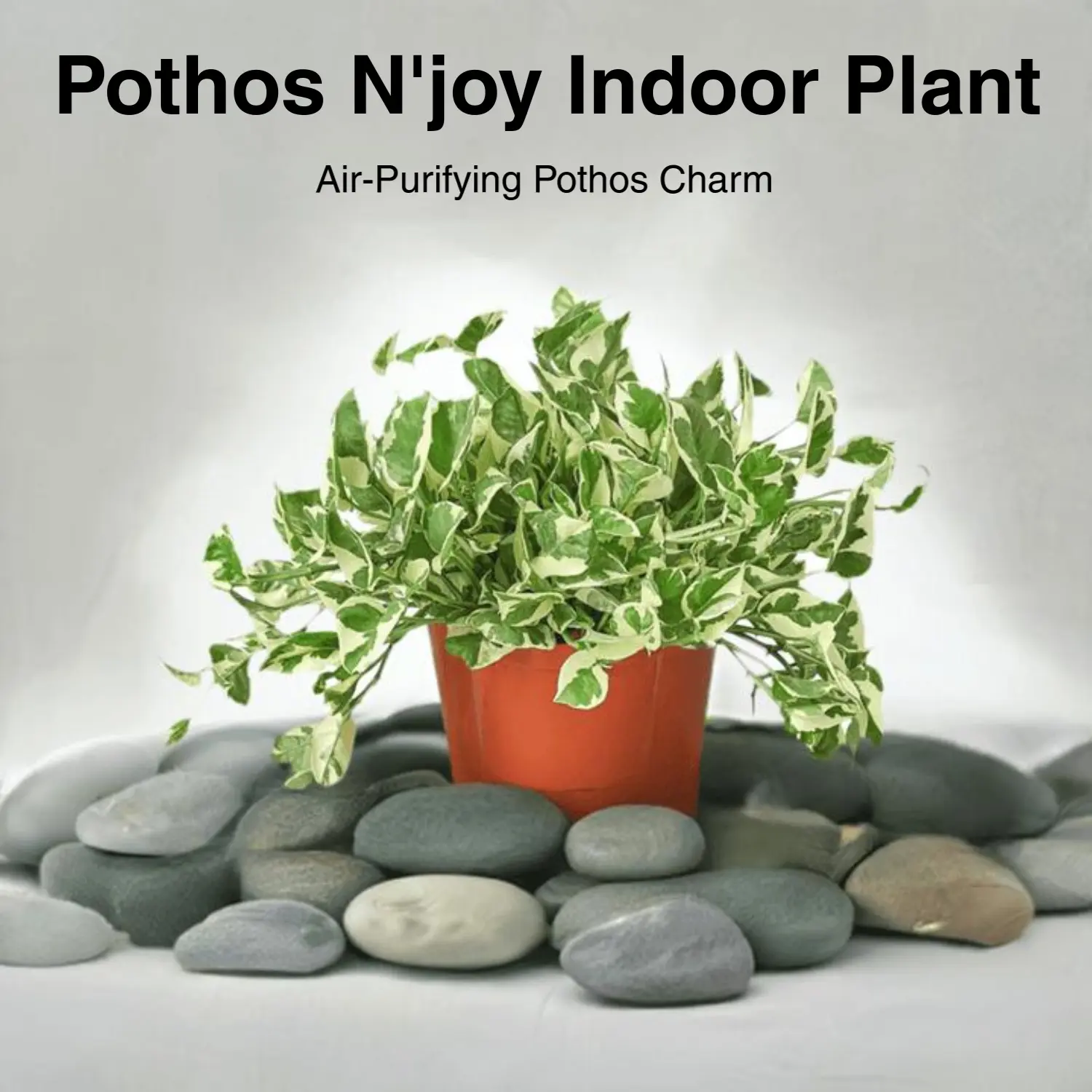 Pothos 'N-Joy' Indoor Live Houseplant, Ideal for Home Improvement, Garden Supplies Enthusiasts and Plant Lovers