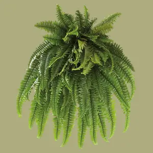 38" Boston Fern Bush