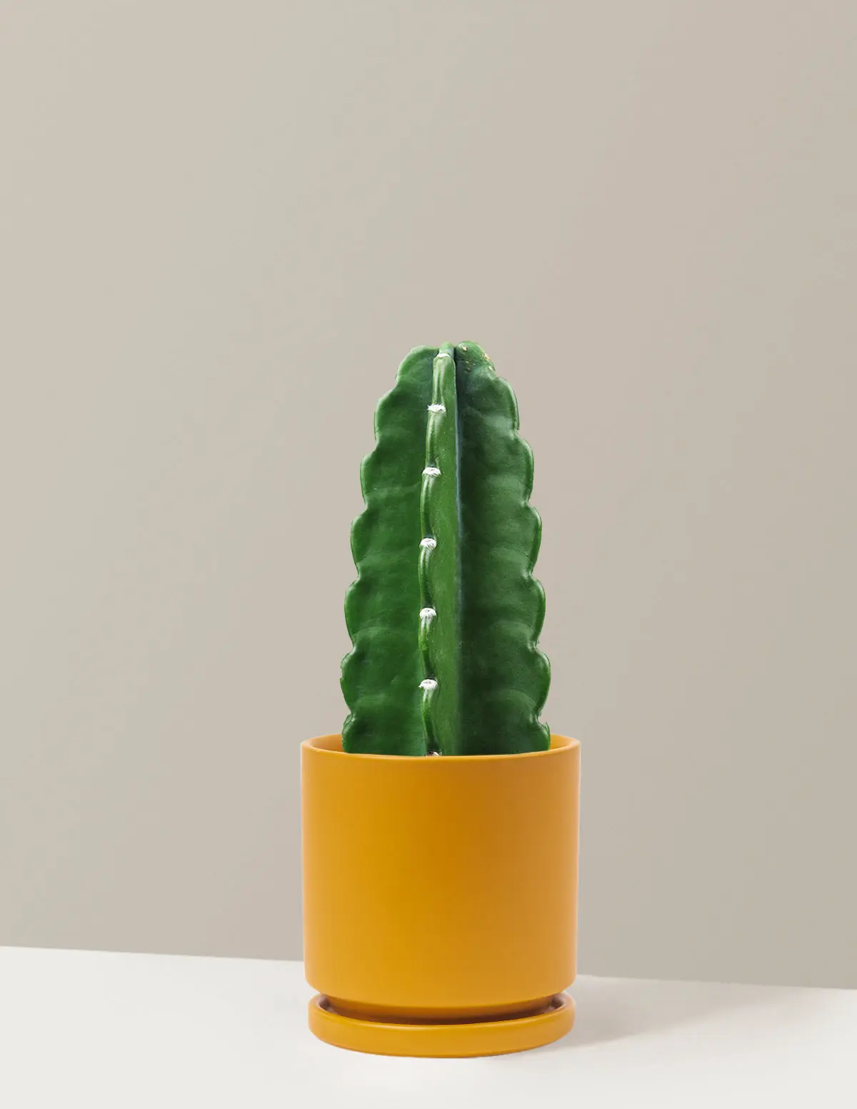 Cuddly Cactus