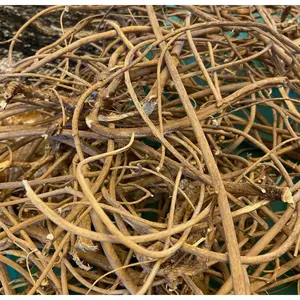 Alkaline Devil’s Shoestring | Tephrosia Virginiana