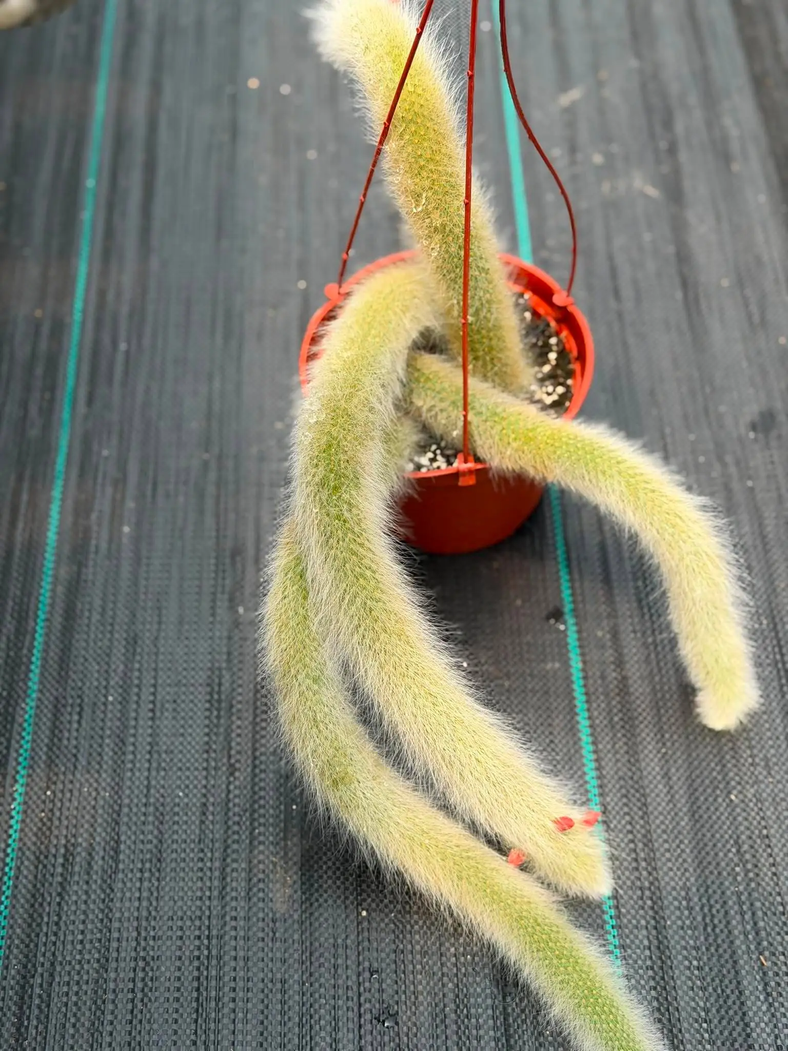 Monkey Tail Cactus #256 | Rare Trailing Cactus | Fuzzy Hanging Collector's Plant