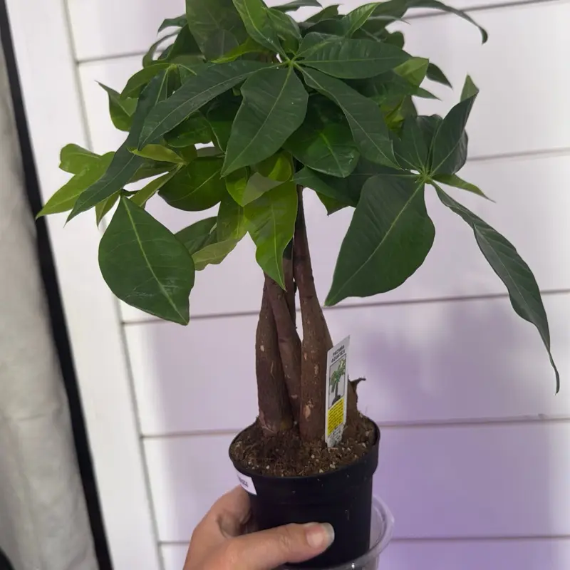 Braided money tree