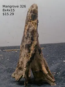 Mangrove Tree Stump 326