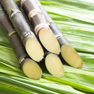 50+ Hybrid Sugarcane Garden Seeds: Non-gmo Seeds for Sweet Fruit Yield, Rich in Sucrose, Easy and Low-maintenance Growth