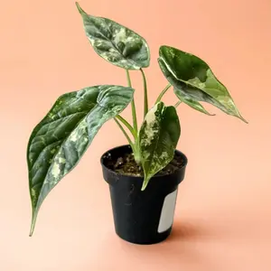 4" Alocasia Dragon Scale Mint – Indoor Live Plant, Rare Creamy White & Minty Green Variegation, Elephant Ear-Shaped Leaves, Medium, Bright Light & Humidity Lover