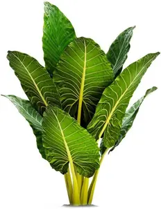 Calidora Elephant Ear (Persian Palm) - Alocasia, Mulberry Morus Nigra Live Tree, Indoor Plant with Pot