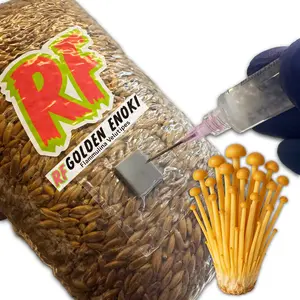 Golden Enoki (Flammulina Velutipes) Grain Spawn