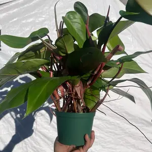 Philodendron Red Emerald | Vibrant Red & Green Tropical Plant | Easy-Care Houseplant