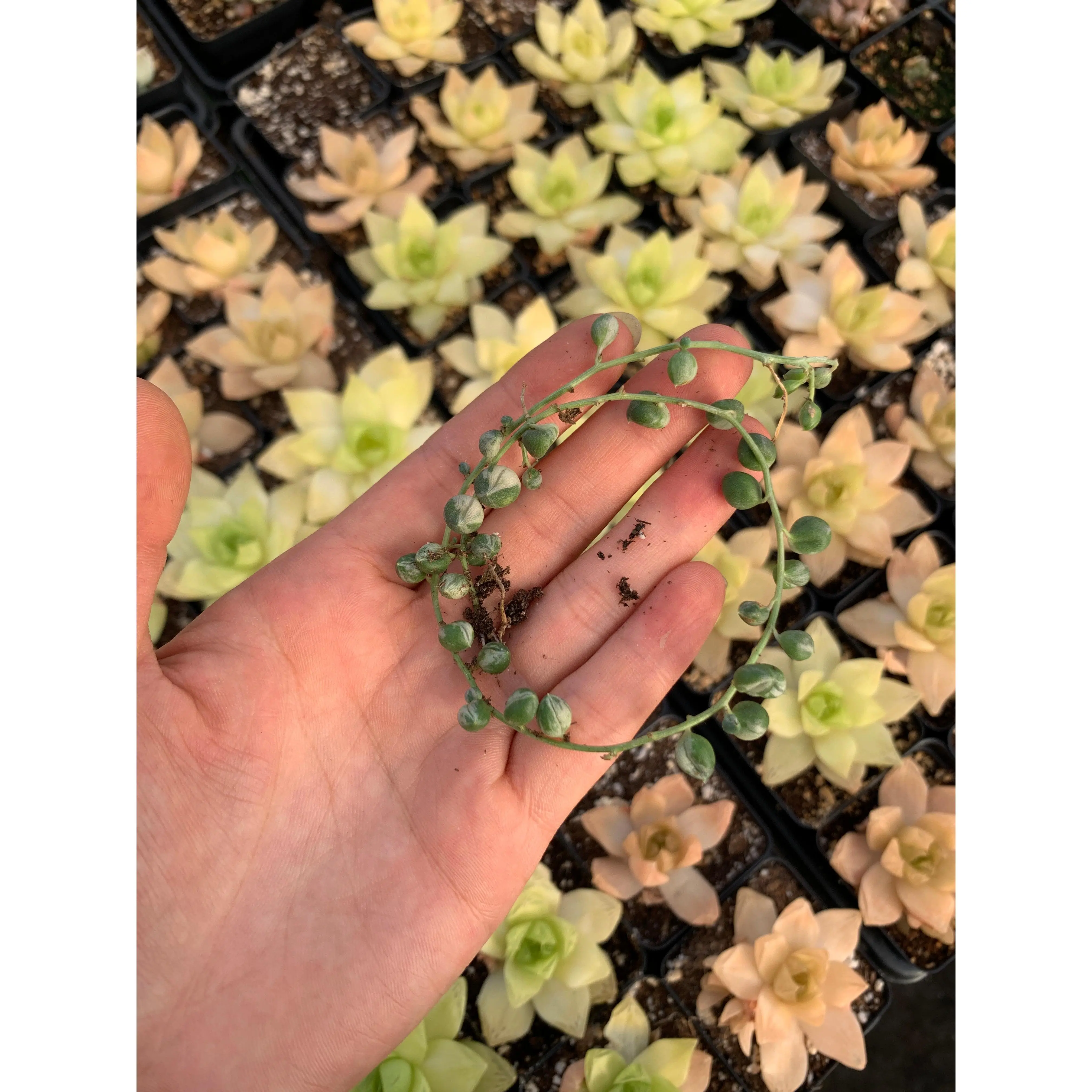 Senecio Rowleyanus variegated string of pearl VSOP - April Farm/Rare Succulents