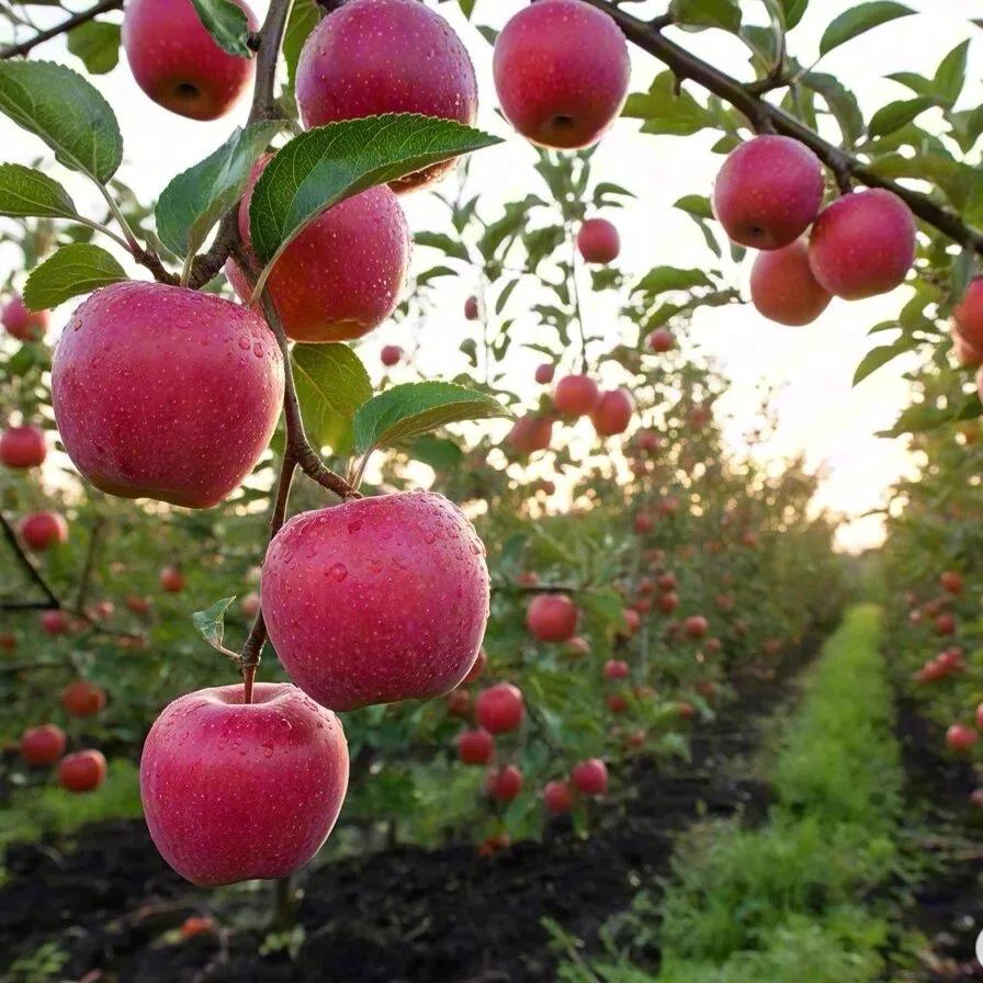 Cold Hardy Apple Tree for Home Garden │ Bare Root with Strong Roots │ Perennial Fruit Plant for Patio or Yard Sapling Non-GMO Compact