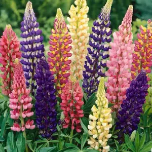 Lupine Seeds - 100 Colorful Spires of Perennial Blooms for Garden Borders - Summer Planting - Attracts Bees & Butterflies - Easy to Grow - Zones 4-8