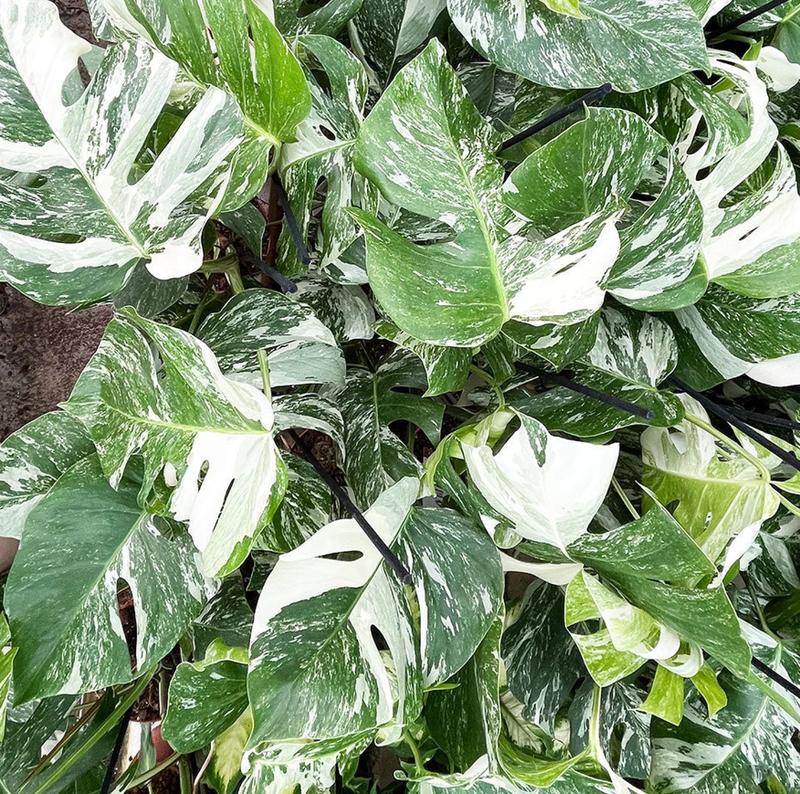 Philodendron Monstera Thai Constellation 4-6 Inch Tall Variegated Monstera Plant