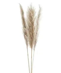 Natural Pampas Bundle
