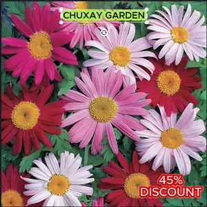 500 seeds of Pyrethrum Mosquito-repellent chrysanthemum seeds.Perennial, year-round sowing seeds, garden courtyard and balcony,easy to grow.