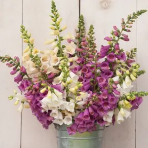 40000 Foxglove for home gardening, attracts pollinators, cultivates, suitable for beginners, untreated and heirloom seeds, home gardening, high germination rate, decorative