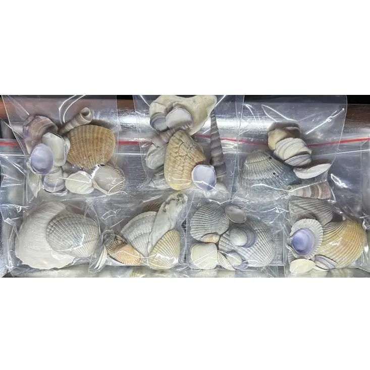 Natural Sea Shells