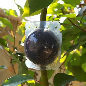 5 Transparent Root Growth Boxes, Root Ball Grafting Tool, High Pressure Plant Propagation, Air Layering Pod, Garden Tree Rooting and Propagation Balls