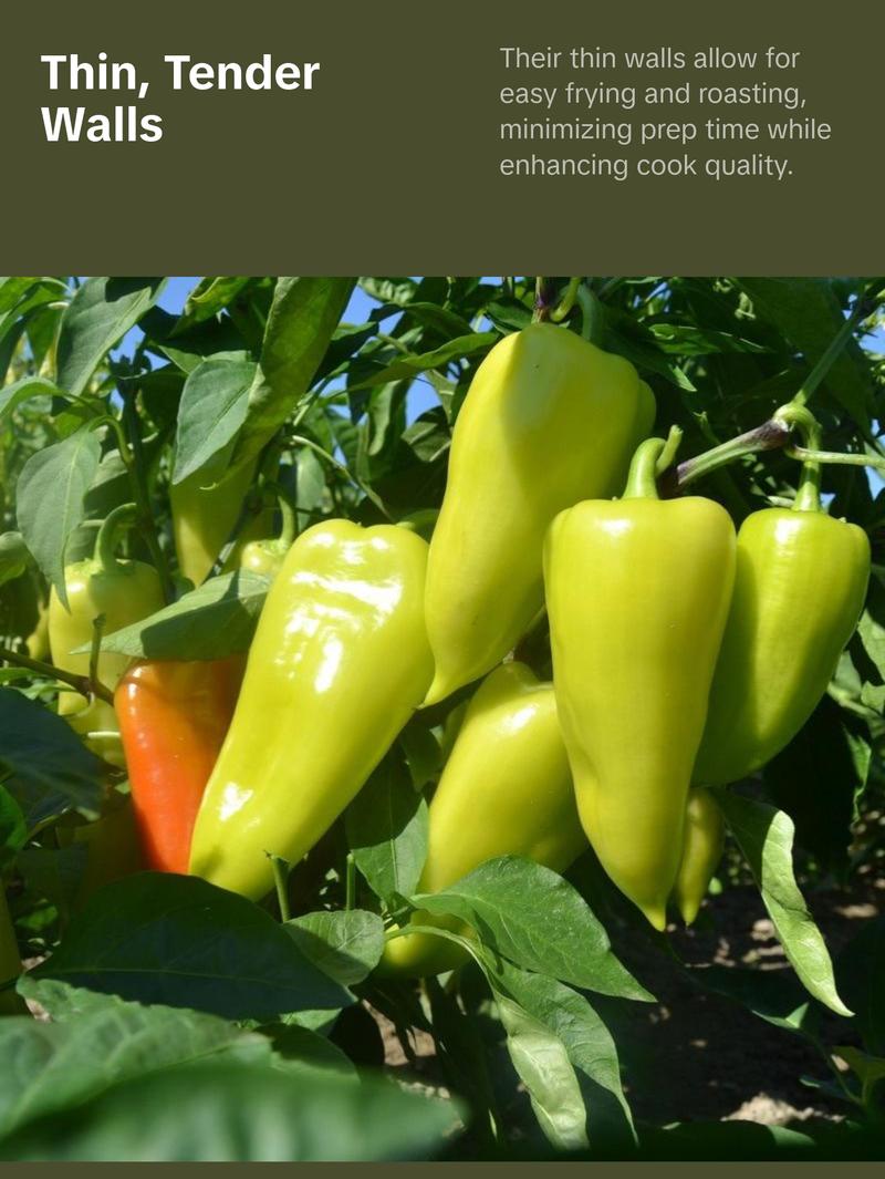 Cubanelle Sweet Pepper Seeds Organic (Capsicum annuum) – Sweet, thin-walled peppers; ideal for frying or stuffing, called Italian Frying Pepper.