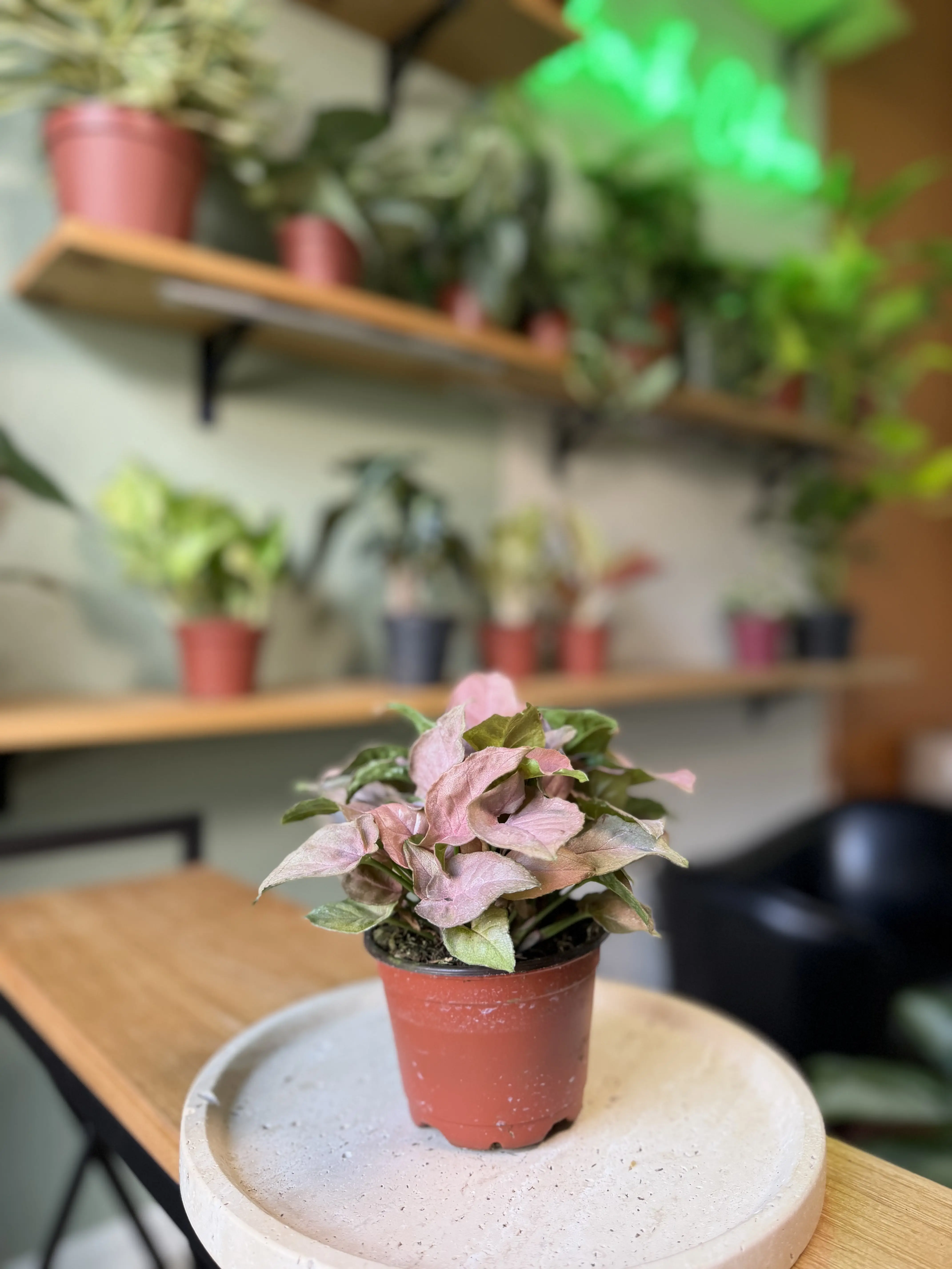 4" Syngonium Pink Perfection – Cotton Candy Pink Arrowhead Plant - Blush Pink Beauty