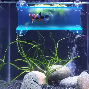 Brand Betta Tunnel (Translucent )
