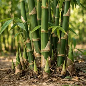 Fresh Giant Bamboo Seeds – Plant Seeds for Garden Decoration, Easy Grow