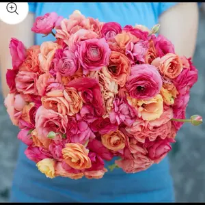 (10) Bright Punch Mix Ranunculus Corms Bulbs Plants Tubers Spring Garden Flowers