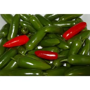 Serrano Hot Pepper Plant - Great for Salsa! - 4" Pot