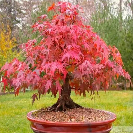 10 PCS Red Maple Tree Seeds  Acer Rubrum Bonsai Seeds for Outdoor  Planting, Hardy Deciduous Tree with Brilliant Red Fall Color, Easy to Grow  Garden and Landscape Seed - TikTok Shop